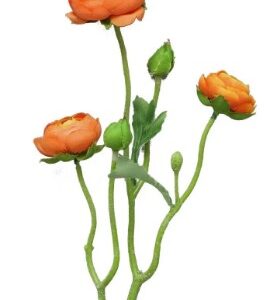 Ranonculus Azura orange 48 cm